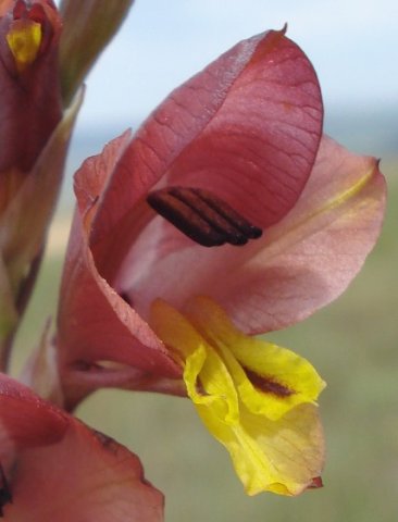 Gladiolus woodii remarkable anthers